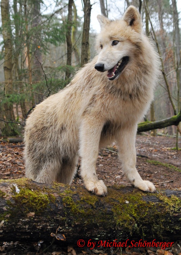 Wolf "Otto" Polarwolf2009